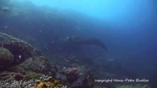 Hans-Peter Endler - Tauchen Komodo #01 - Komodo Tour Tauchplatz Manta Alley