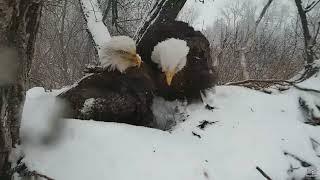 Decorah Eagles Snowstorm, protecting the eaglets 04 18 2018