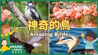 5 AMAZING BIRDS for Kids in CHINESE 5種特別的鳥   | 啄木鳥 老鷹 紅鶴 鵜鶘 烏鴉 | ANIMALS in Chinese 動物中文