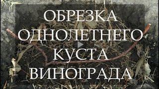 Обрезка однолетнего куста винограда