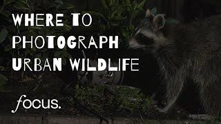 Where to photograph urban wildlife - a location guide with photographer Andrew Budziak