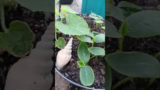 Cucumber comment helped!! #garden #support #comments #eachoneteachone