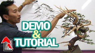 QUICK N EASY Demo Making Chinese Juniper Bonsai by Tedy Boy Bandung, Indonesia