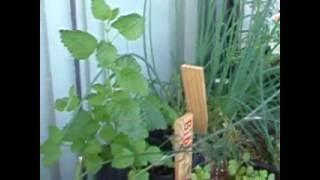 Deck garden 2016