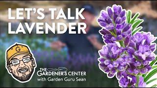 Let's Talk Lavender  Garden Guru Sean at The Gardener's Center