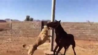 KURDISH Shepherd Dog PEJDAR With Horse 