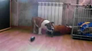 Buldenezh Dengerous and toy bulldogs