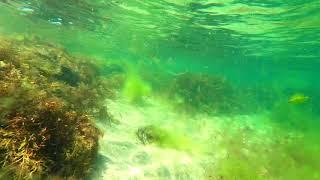 Sinemoretz Bulgaria- Black Sea snorkeling and sea creatures