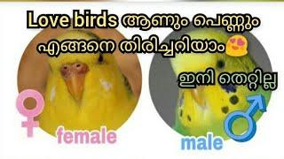 Love birds male and female difference malayalam | ആണോ പെണ്ണോ...?? Simple #Globalvlogs