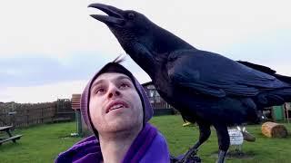 Meet Loki the overly affectionate raven who likes to cuddle.