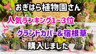 【ガーデニング】おぎはら植物園さんで春に向けて素敵な苗を30株購入しました️