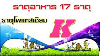 ธาตุอาหารพืชธาตุที่3 _โพแทสเซียม(K)(ปุ๋ยหวาน)