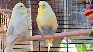 1 hour of Budgies - Beryl and Moon First Time Outside