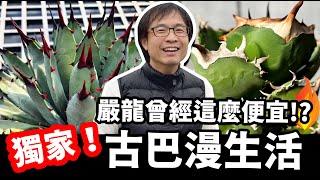 嚴龍曾經這麼便宜！？終於堵到你們神秘的龍舌蘭大大「古巴」獨家溫室探訪～