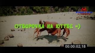 Отборочка на Ютубе от VINSIDENTa - INTRO