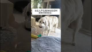 别哭了呀精神抚慰犬 狗子成精了 萌宠出道计划 治愈系 治愈小狗 @DOU+小助手