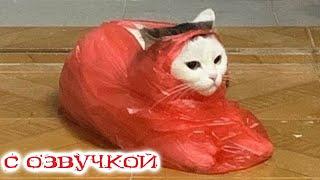 Приколы с котами! С ОЗВУЧКОЙ! Самые смешные животные - СМЕШНЫЕ КОШКИ И СОБАКИ 2023! Я РЖАЛ ДО СЛЕЗ!