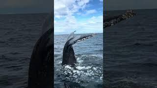 WHALE of a time at sea #nature #whale #shorts #viral #bc