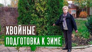 ПОДГОТОВКА К ЗИМЕ ХВОЙНЫХ РАСТЕНИЙ  О чем нельзя забыть? / Садовый гид