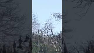 Fruit bat (Pteropus poliocephalus) colony in Sydney, Australia