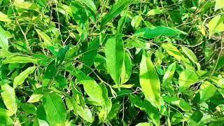 Agarwood saplings | Agar tree Nursery | Call- 06000371241