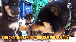 Chú chó dần tìm lại được tình cảm với đàn con của mình