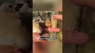 عجائب وغرائب پرندوں کی خوبصورتی