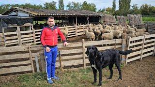 LA STANA LUI CRISTI BELU,OI DIN RASA MERINOS SI CIOBANESTI CORBI CARE FAC PAZA BUNA LA STRUNGA.