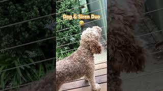 Dog & Siren Duo 