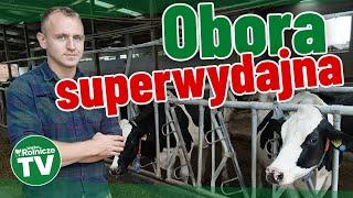 Obora superwydajna, a w niej krowy, które długo żyją. Prowadzi ją biolog - pan Patryk