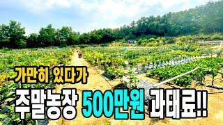 이게 웬말인가요~~ 주말농장으로 땅 사놓고 가만히 있다가 500만원 과태료 !! 농지법 모르면 세금폭탄!!