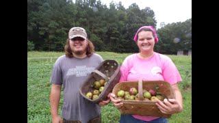 Apple Harvest And Processing