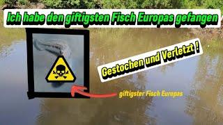 Giftigster Fisch Europas verletzt mich beim Angeln!