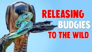 NEW TREND: Releasing Budgies to The Wild