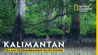 Mengapa Restorasi Mangrove di Berau Menjadi Kunci Masa Depan Pesisir