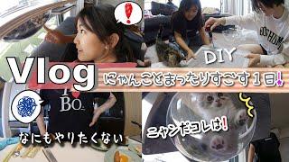 Vlog子ねことすごすまったり土曜日ネコグッズを組み立てるぞ！