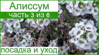  Посадка алиссума и уход за ним в открытом грунте