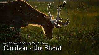 Photographing Wildlife - Caribou in Newfoundland - the Shoot