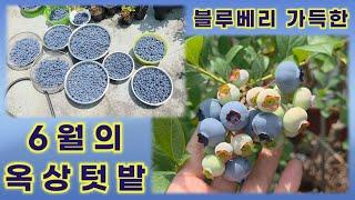6월의 옥상 텃밭은 블루베리 세상
