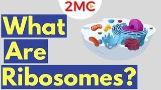 What are Ribosomes? | Ribosome Function and Structure