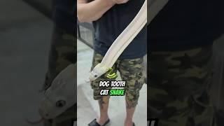 THAT'S THE 🫀 | TRANSPARENT SNAKES #shorts #snake #reptiles