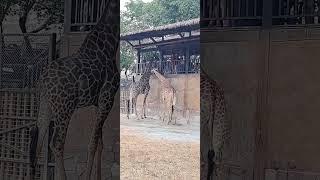 Giraffe In Safari Zoo #animals #shorts