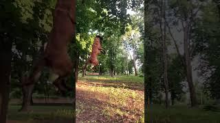 Малинуа -Арма полет на 2.40 , эксперты где самый опасный момент ? Кто скажет?
