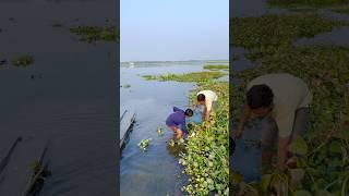 net ke tukrose konsa machli mila(058) hindi village fishing video || fishing vlog hindi ||