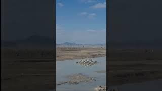 The real nomads of Afghanistan living their life in the plains of the National Highway 1
