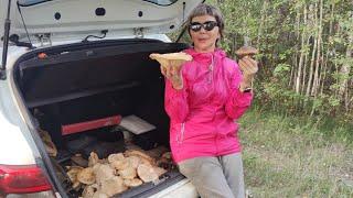 Как найти Груздь Настоящий (сырой груздь)#какискатьгрибы#сырыегрузди#тихаяохота#mushrooms#delicious