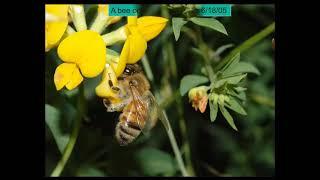 Michigan Bee Plants with Dr. Zachary Huang