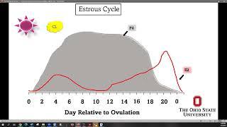Presynchronization and Improving Fertility of Beef Cows