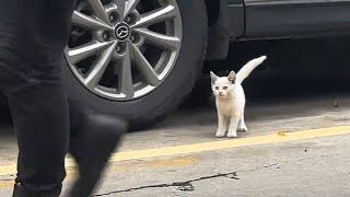 A Little Cat Living Under Cars Dreams of Finding a Home