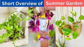 Overview of Beautiful Home Garden in Summer, Collection of beautiful evergreen plants